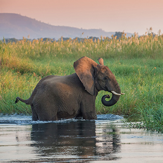 Lower Zambezi - Elephant